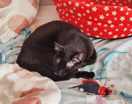 Schenkst du Minka & Mortisha ein Zuhause?