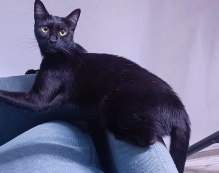 Schenkst du Minka & Mortisha ein Zuhause?