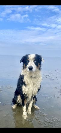Australian Shepherd Deckrüde Black Tri Blue Eyes