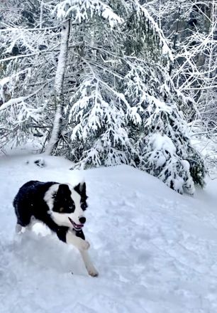 Australian Shepherd Deckrüde Black Tri Blue Eyes