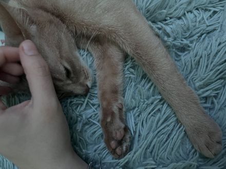 Abesinierkatze zu verschenken