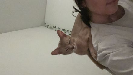 Abesinierkatze zu verschenken