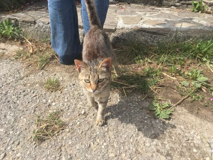 Kurzhaar Katzen und Lang/Kurzhaar Mix Katzen abzugeben