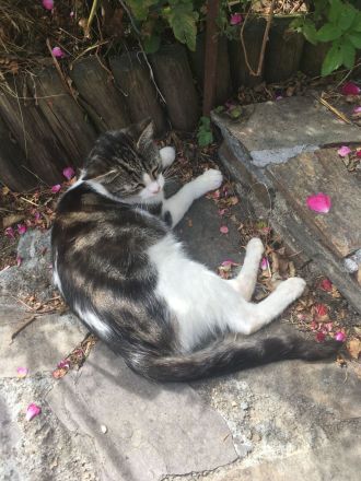 Kurzhaar Katzen und Lang/Kurzhaar Mix Katzen abzugeben