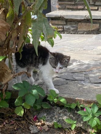 Kurzhaar Katzen und Lang/Kurzhaar Mix Katzen abzugeben