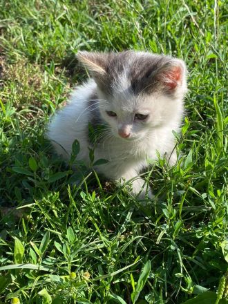 Kurzhaar Katzen und Lang/Kurzhaar Mix Katzen abzugeben