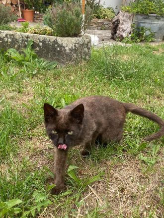 Kurzhaar Katzen und Lang/Kurzhaar Mix Katzen abzugeben