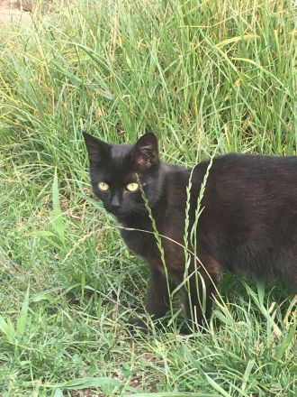 Kurzhaar Katzen und Lang/Kurzhaar Mix Katzen abzugeben