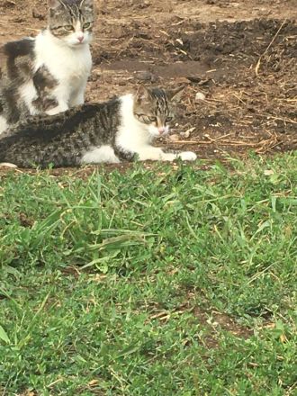 Kurzhaar Katzen und Lang/Kurzhaar Mix Katzen abzugeben