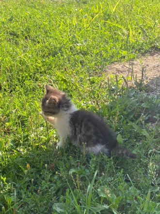 Kurzhaar Katzen und Lang/Kurzhaar Mix Katzen abzugeben