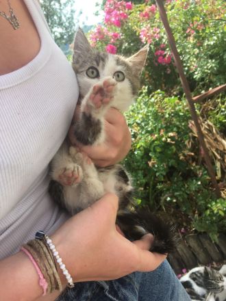 Kurzhaar Katzen und Lang/Kurzhaar Mix Katzen abzugeben