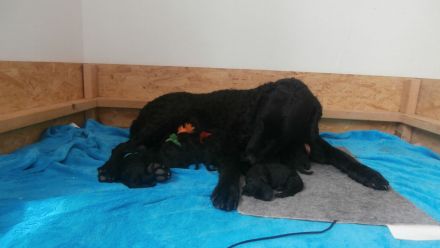 Welpen Curly Coated Retriever-lockig