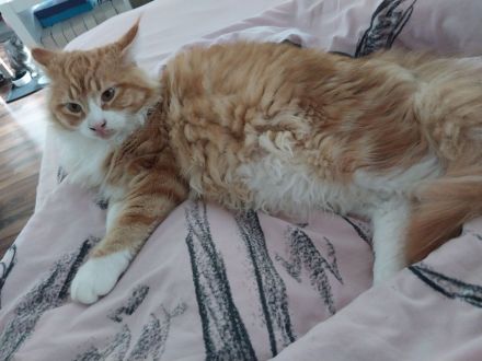 Maine Coon Geschwister