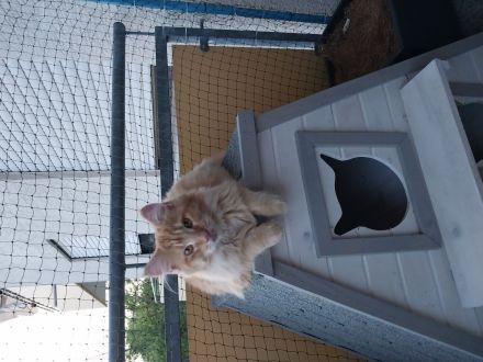 Maine Coon Geschwister