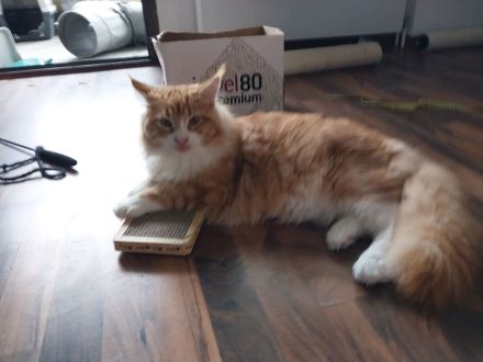 Maine Coon Geschwister