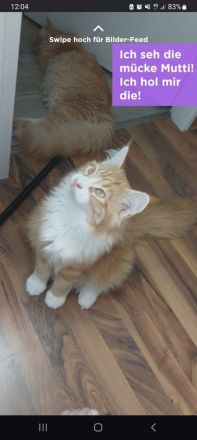 Maine Coon Geschwister