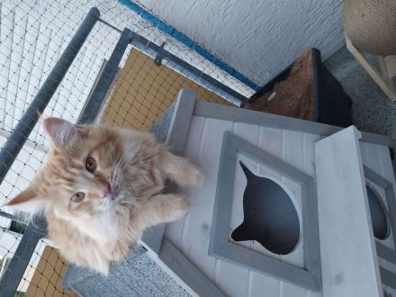 Maine Coon Geschwister