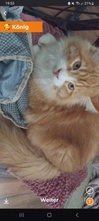 Maine Coon Geschwister