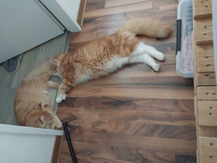 Maine Coon Geschwister