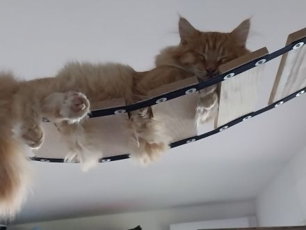 Maine Coon Geschwister