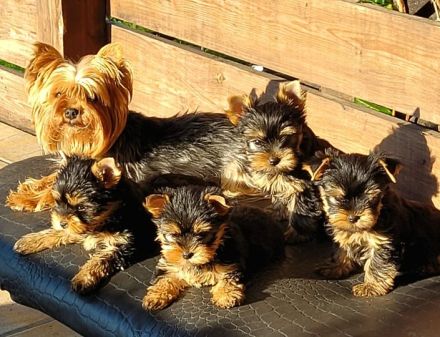 Yorkshire Terrier