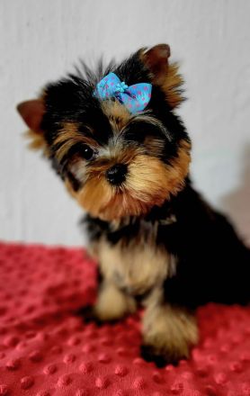Yorkshire Terrier
