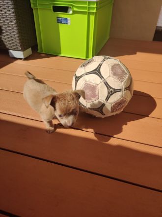 Langhaar-Chihuahua Welpen