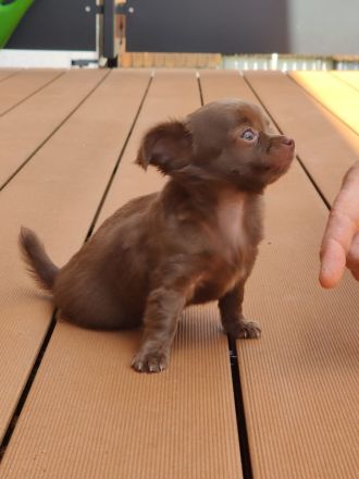 Langhaar-Chihuahua Welpen