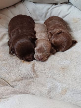 Langhaar-Chihuahua Welpen