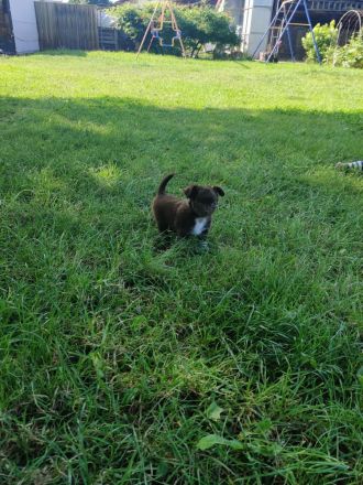 Langhaar-Chihuahua Welpen