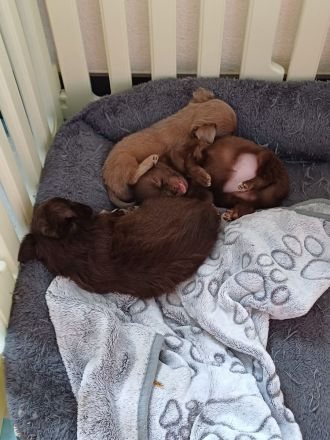 Langhaar-Chihuahua Welpen