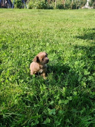 Langhaar-Chihuahua Welpen