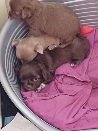 Langhaar-Chihuahua Welpen