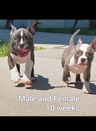 American pocket bulldog