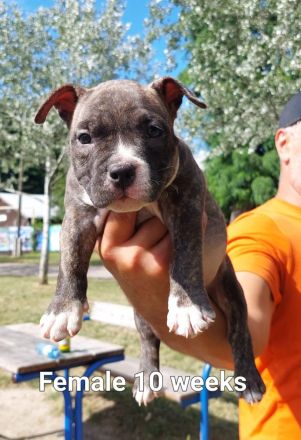 American pocket bulldog