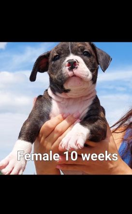 American pocket bulldog