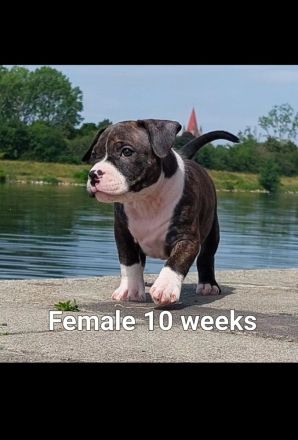 American pocket bulldog