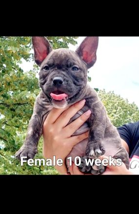 American pocket bulldog