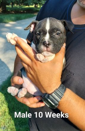 American pocket bulldog