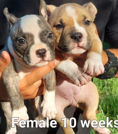 American pocket bulldog