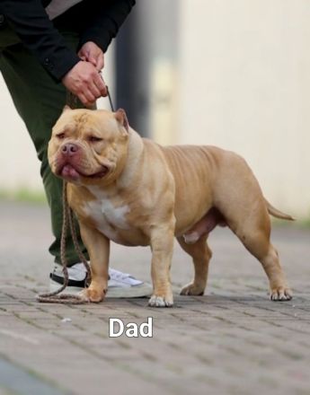 American pocket bulldog