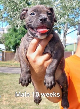 American pocket bulldog