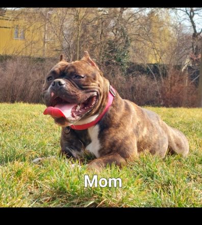 American pocket bulldog