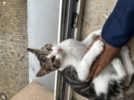 Verspielter,lieber Kater sucht neues Zu Hause