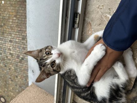 Verspielter,lieber Kater sucht neues Zu Hause