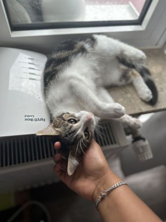 Verspielter,lieber Kater sucht neues Zu Hause