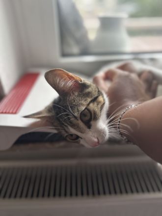 Verspielter,lieber Kater sucht neues Zu Hause