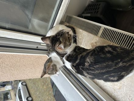 Verspielter,lieber Kater sucht neues Zu Hause