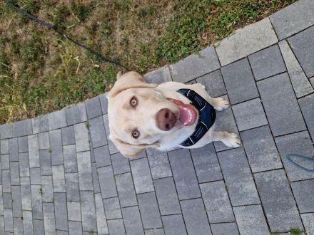 Reinrassiger Labrador