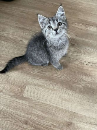 Britisch Kurzhaarkitten